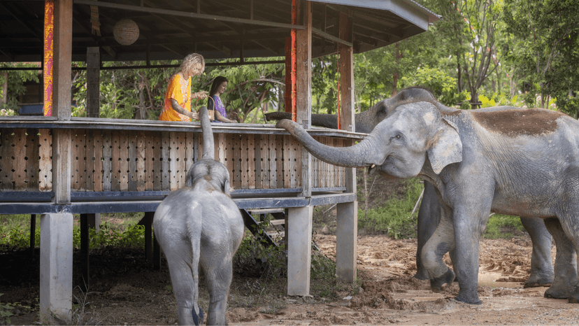 Full Day Elephant Sanctuary Chiang Mai Countryside Tour