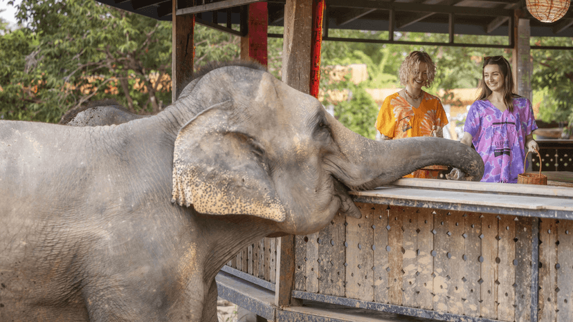 Walk With Elephants Chiang Mai Jungle Trek Experience