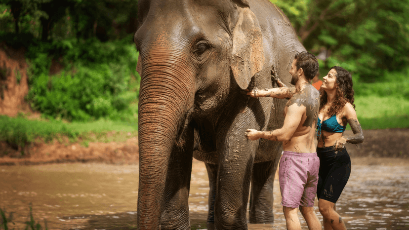 4x4 Transfer Into Mae Wang Elephant Sanctuary Camps