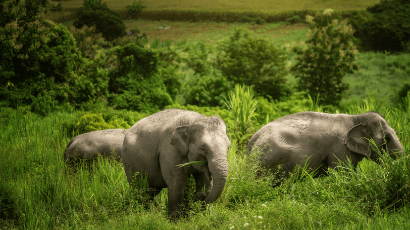 Air Conditioned Van Pickup Chiang Mai Elephant Sanctuary Transfer