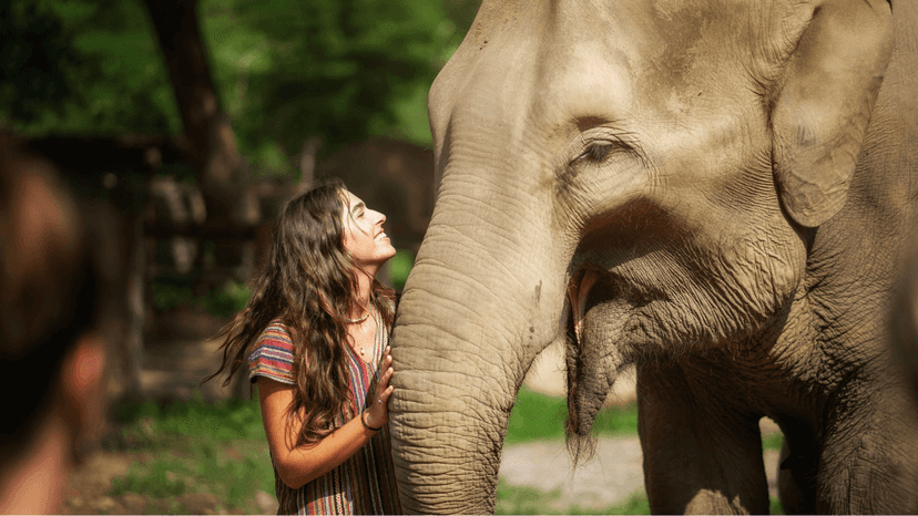 Thai Meal Included Chiang Mai Elephant Sanctuary Program