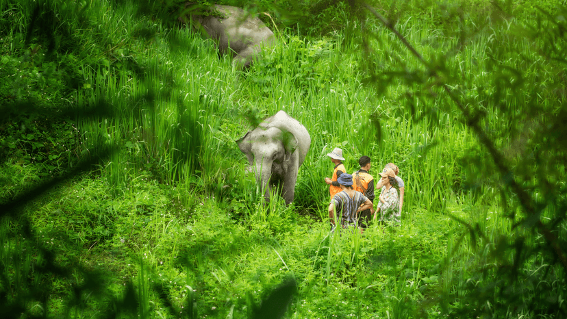 Snacks Tea Coffee Water Chiang Mai Elephant Jungle Sanctuary