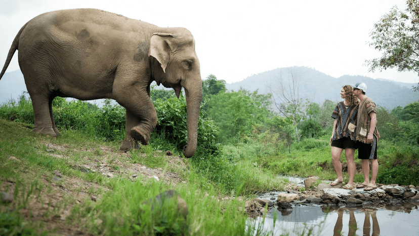 Elephant Poop Paper Activity Chiang Mai Sanctuary Education