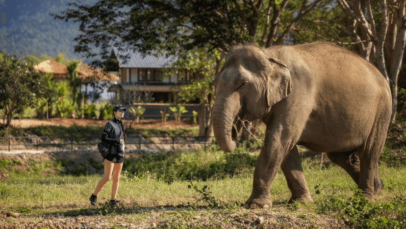 Education Center Visit Chiang Mai Elephant Sanctuary