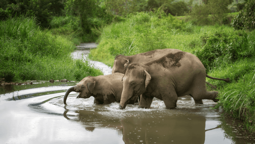 Family Friendly Ethical Elephant Experience Chiang Mai
