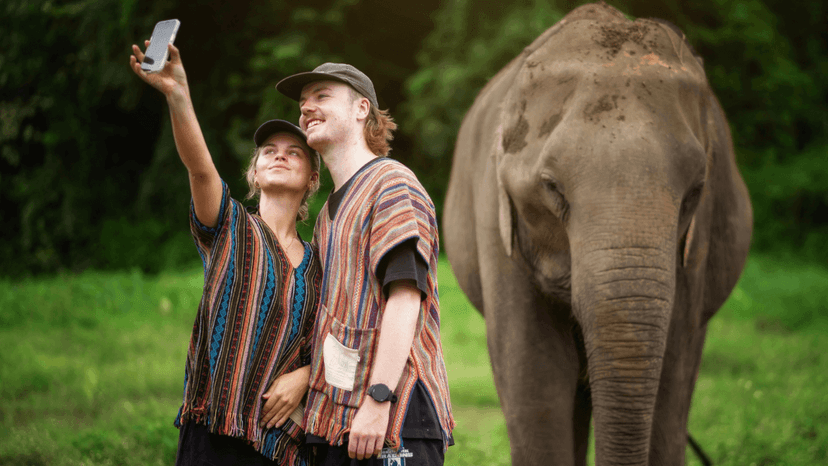 Downloadable Photos Portal Chiang Mai Elephant Jungle Sanctuary