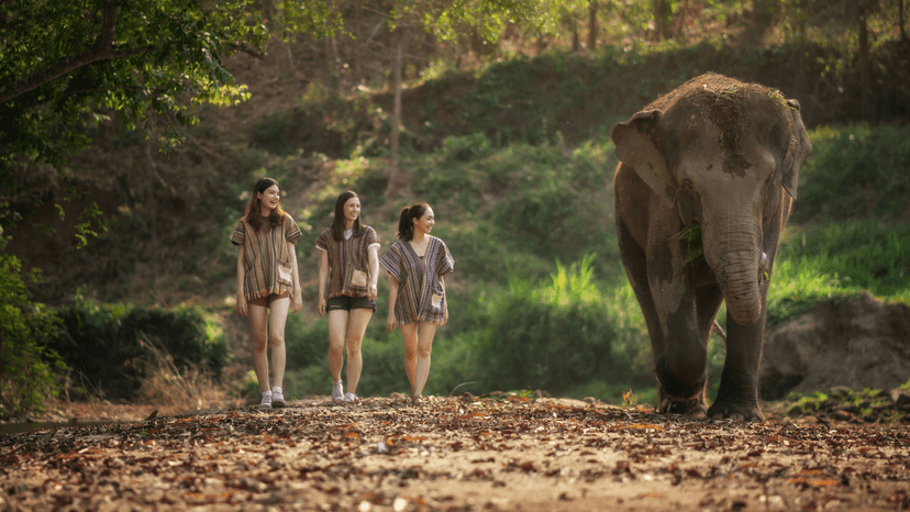 Mae Wang Elephant Camps Chiang Mai Sanctuary Location
