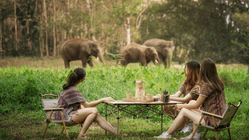 Hotel Pickup Zone Chiang Mai Old City Elephant Sanctuary Transfer
