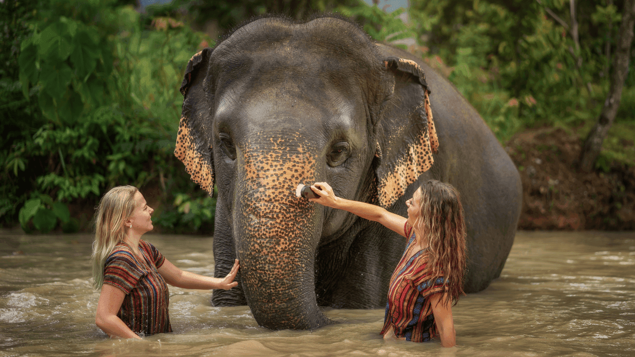 Elephant Jungle Sanctuary Phuket Ethical Elephant Experience