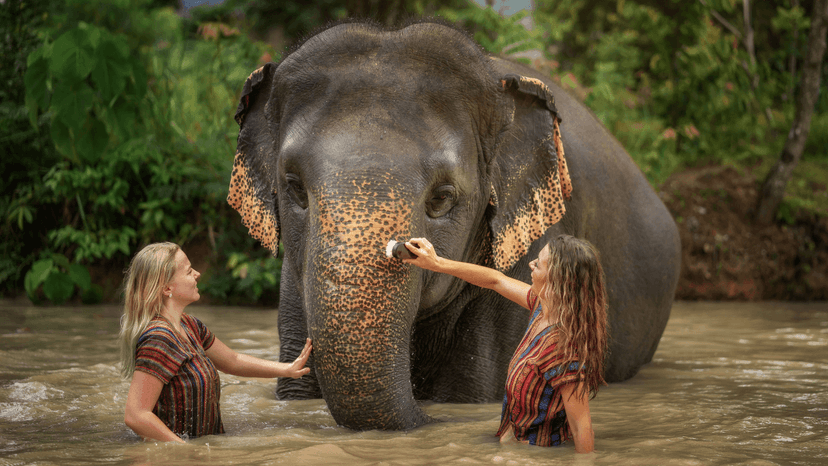 Elephant Jungle Sanctuary Phuket Ethical Elephant Experience