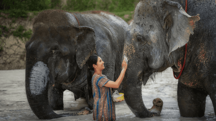 Feed Me Program Phuket Elephant Jungle Sanctuary Visit