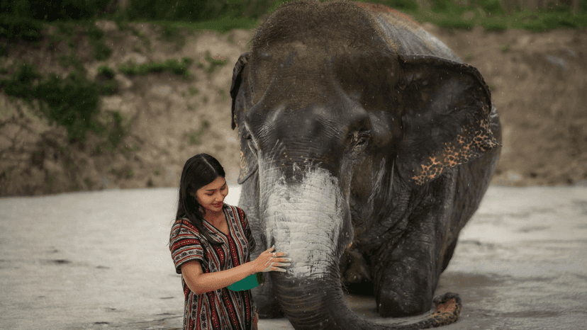 Elephant Rain Shower Experience Phuket Feed And Shower Program