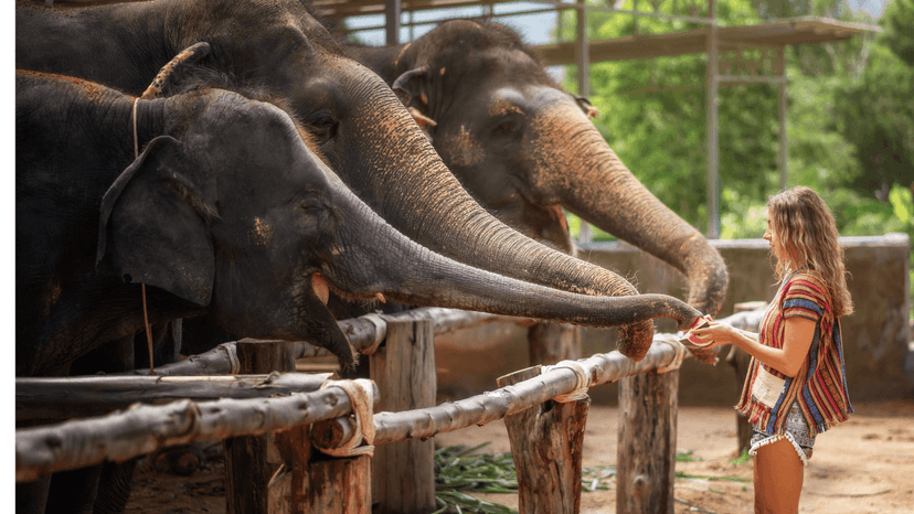 One Day Walk With Elephants Phuket Jungle Trail Experience