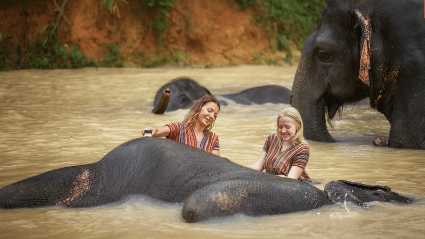 Phuket Elephant Sanctuary Guide Safety Briefing And Education