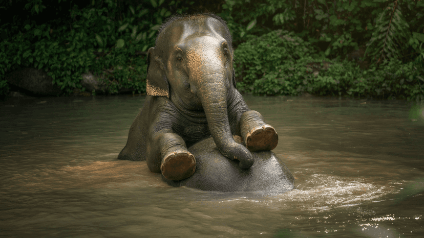 Elephant Welfare And Care Program Phuket Sanctuary