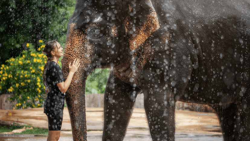 Downloadable Photo Portal Phuket Elephant Jungle Sanctuary