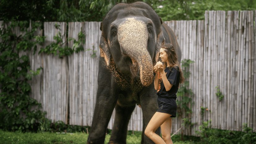 Thai Meal Included Half Day Program Phuket Elephant Sanctuary