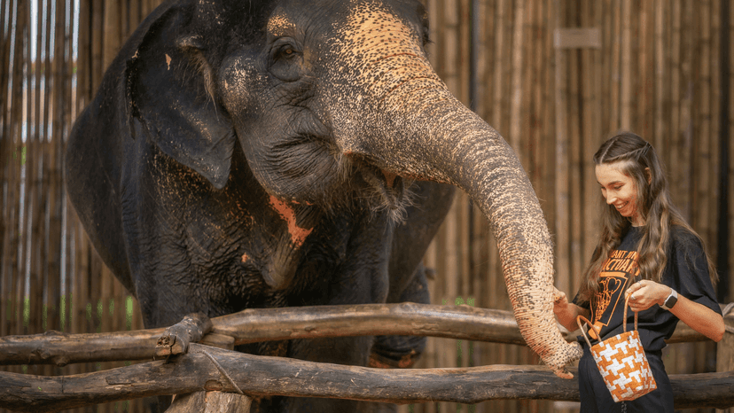 Kathu Camp Elephant Jungle Sanctuary Phuket Location
