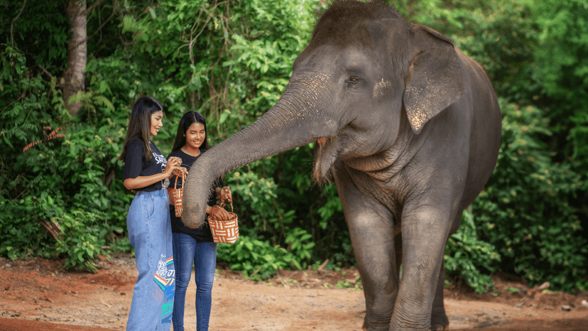 Bang Tao Camp Elephant Jungle Sanctuary Phuket Branch