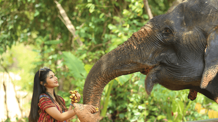 Thalang Camp Elephant Jungle Sanctuary Phuket Branch