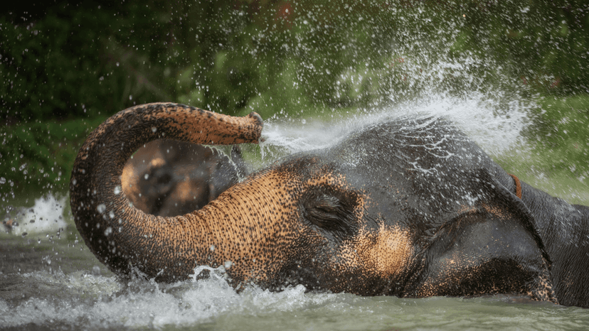 Waterfall Camp Watch Me Program Phuket Elephant Sanctuary