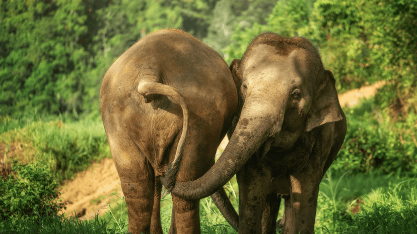 Hotel Pickup Transfer Van Phuket Elephant Jungle Sanctuary
