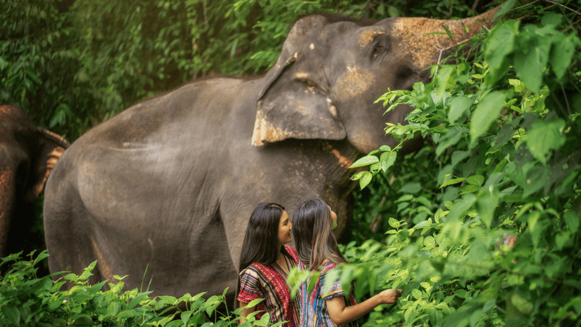 Phuket Elephant Sanctuary Rain Or Shine Outdoor Experience