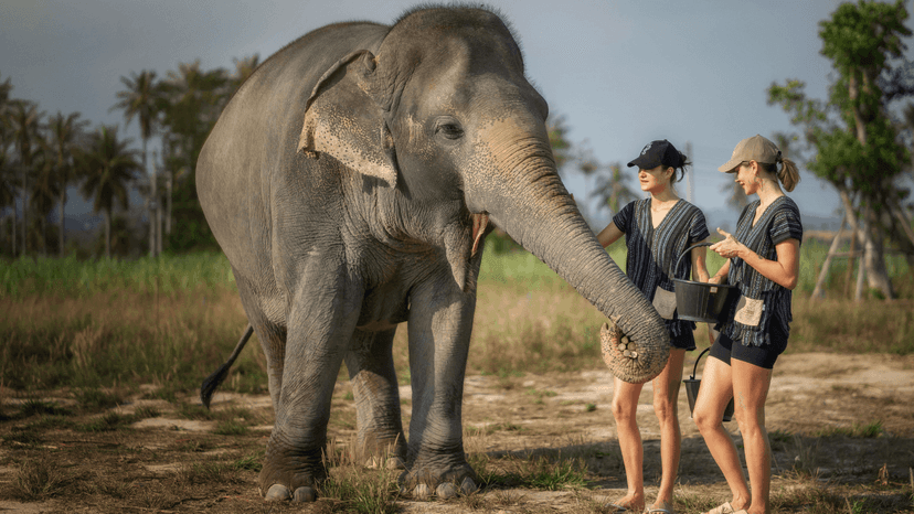 Ethical Elephant Experience At Elephant Jungle Sanctuary Pattaya