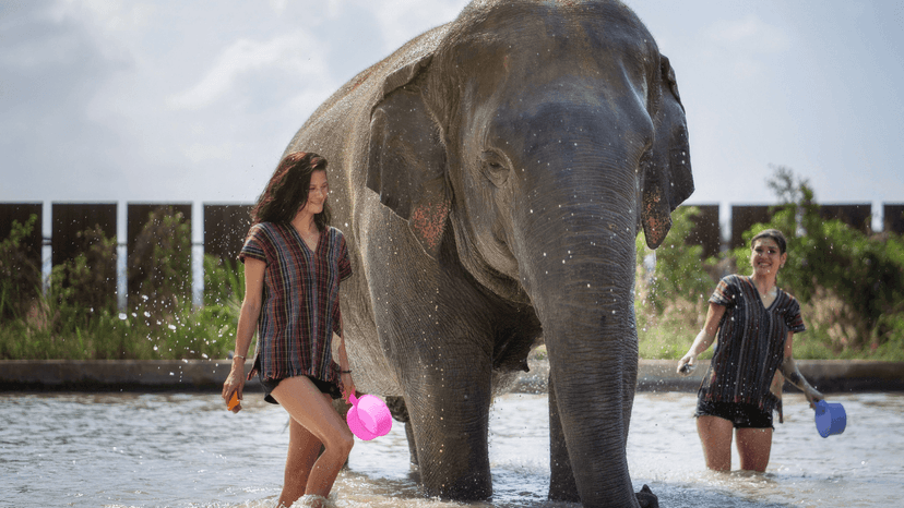 Half Day Elephant Sanctuary Tour Pattaya Group Experience