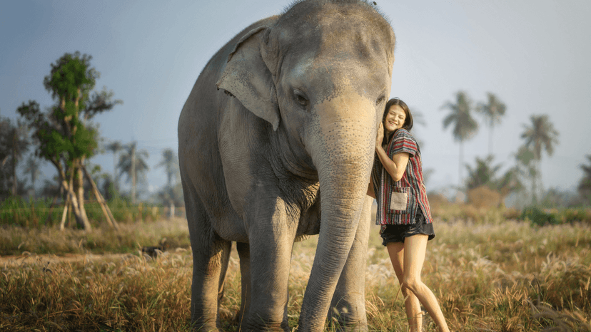 Elephant Care And Welfare Program Pattaya Sanctuary