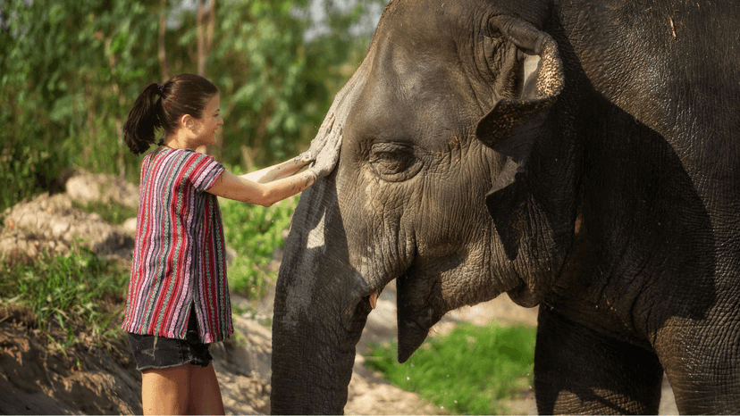 Pattaya Elephant Sanctuary Photo Moment With Gentle Giants