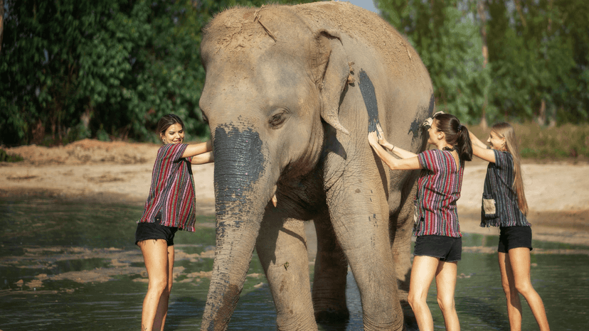Khao Mai Kaeo Chon Buri Elephant Jungle Sanctuary Pattaya Camp