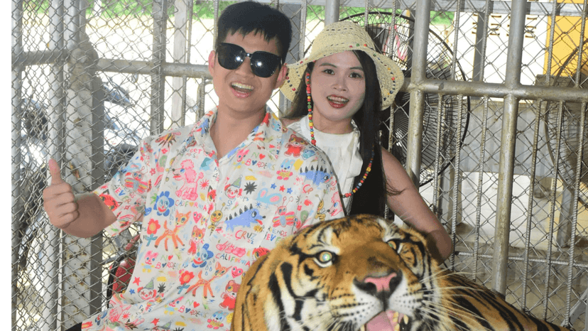 Tiger Feeding Activity Wild Section Pattaya