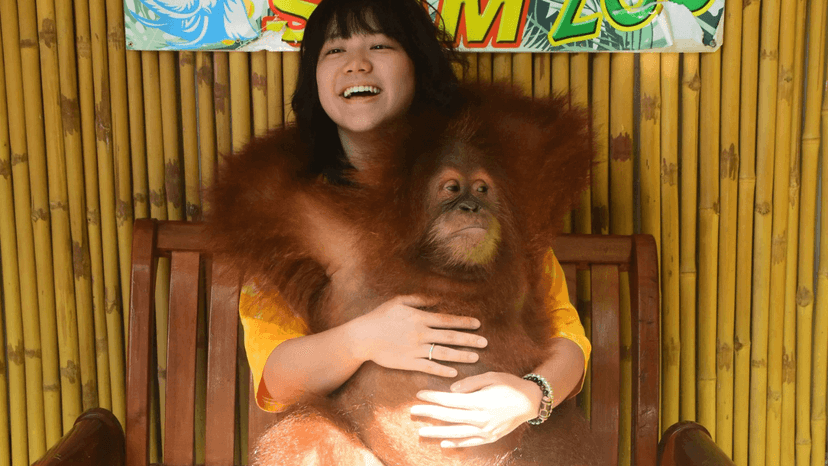 Bow Wow Dog Talent Show Family Park Pattaya