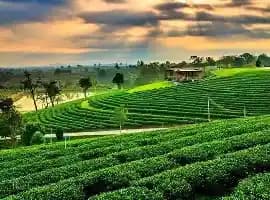 Tea Plantation & Hill-Scenery Day Trip