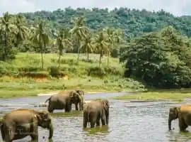 Samui Elephant Sanctuary Ethical Half-Day Visit